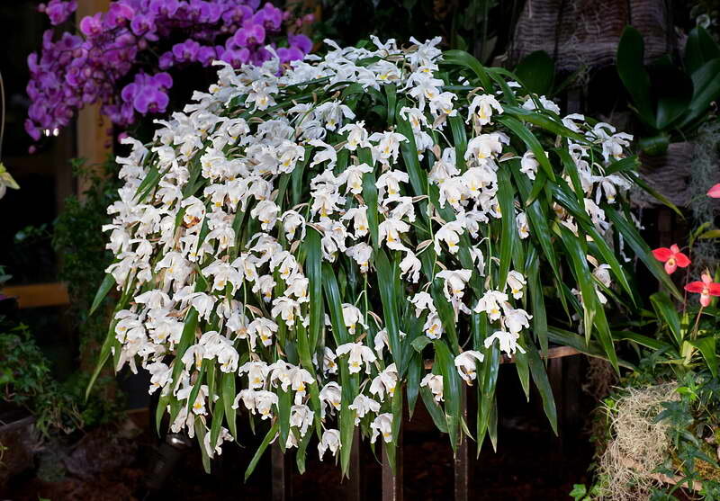 Целогина Кристата Coelogyne cristata