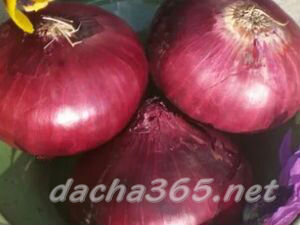 Лучшие сорта лука для открытого грунта на юге, средней полосе России, Подмосковье, Урал и Сибирь
