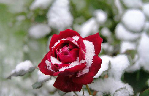 Укрытие роз на зиму в условиях подмосковья