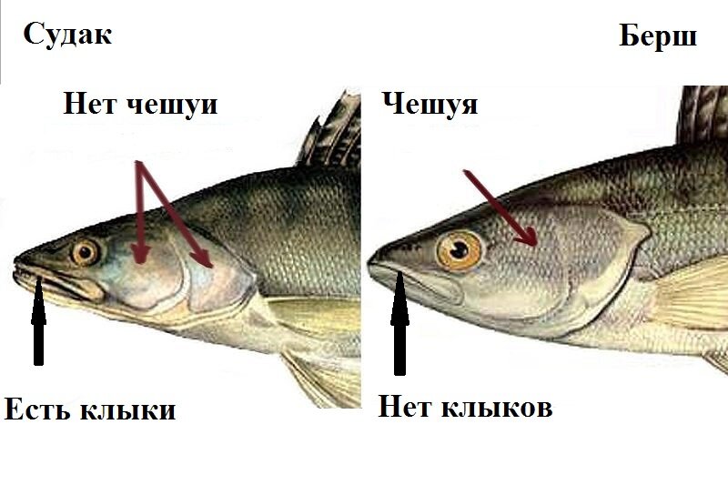 Берш рыба фото и описание Берш Моя рыбалка Дзен