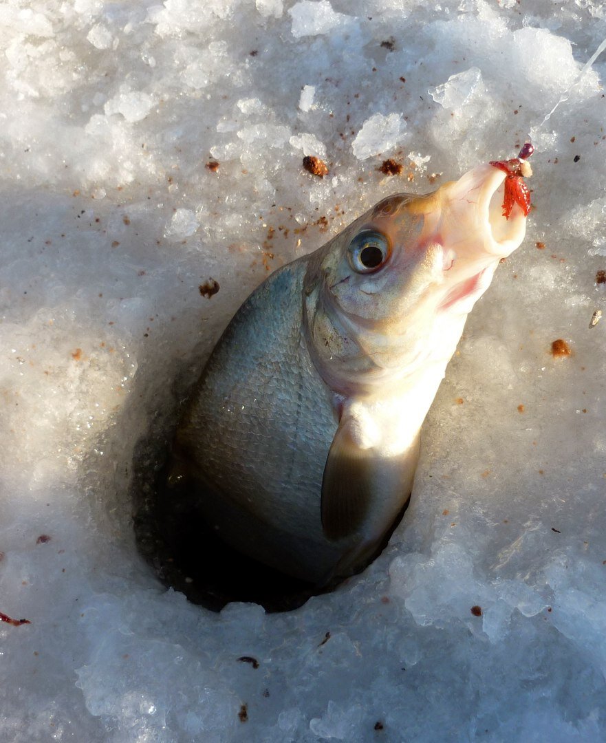 Яркий свет пугает рыбу