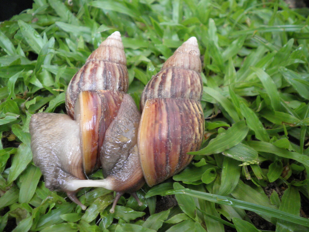 Это сакральный акт любви