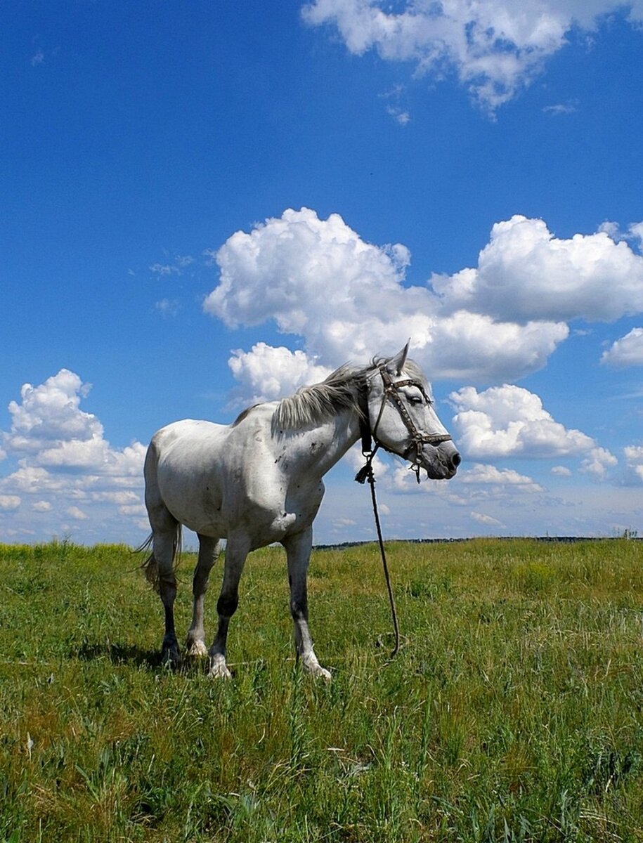 Серая лошадь в поле