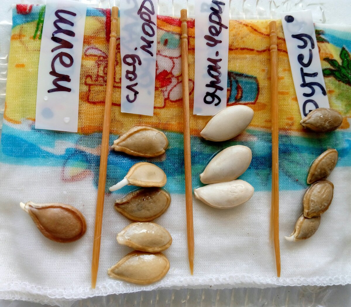 Проращивание семян тыквы на мокрой тряпочке в контейнере.