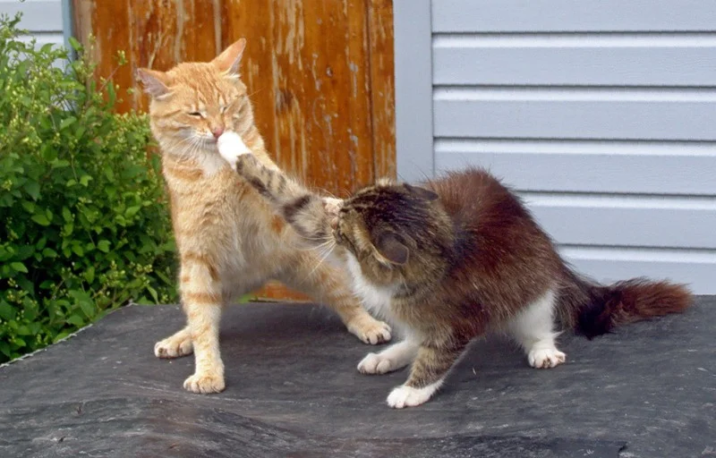 Отношения его родителей прямо как в сказке о рыбаке и рыбке.  Что бы дед жене не подарил, все вызывает обиду и является поводом для ссоры. Что бы он ни делал, все не нравится.
