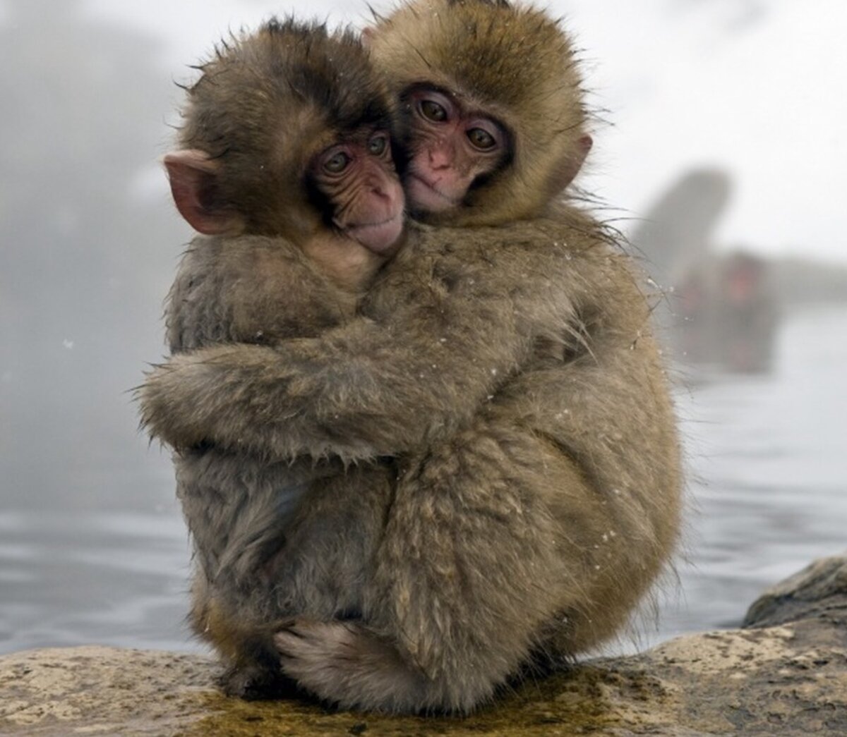 Изображение взято с сайта ilmattino.it