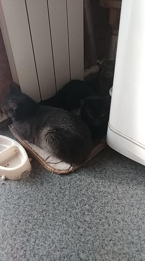 Кошки сидели у пустой миски и ждали еду. 