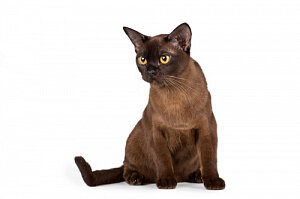  Бурманские кошки относятся к короткошерстной группе кошек. Родиной этих кошек является Юго-Восточная Азия. История породы бурманской кошки развивается очень давно. Еще в 1930 году первый котенок был привезен с западного побережья Сан-Франциско – Бирмы доктором Джозефом Томпсоном, который вместе со своими помощниками разработал программу разведения великолепных шоколадных котят. Официальная регистрация в ассоциации CFA произошла еще в далеком 1936 году, однако через 11 лет была отменена, поскольку бурманских кошек активно скрещивали с сиамскими, что повлияло на размывание характерных черт бурманцев, которые уже не могли соответствовать принятым стандартам. Лишь через 10 лет порода была вновь зарегистрирована в системе CFA. В Европе порода появилась в 1949 году и через 4 года была зарегистрирована в английской системе стандартов GCCF. Поначалу стандарт породы предполагал лишь один возможный шоколадный окрас, после появления на свет в 1955 году котенка голубого окраса стандарт окраса был расширен.ОписаниеХарактерУходПитание
