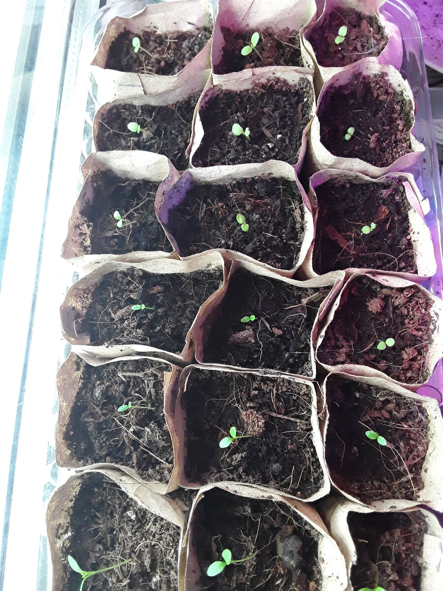 Здесь табак ютится с корневым сельдереем