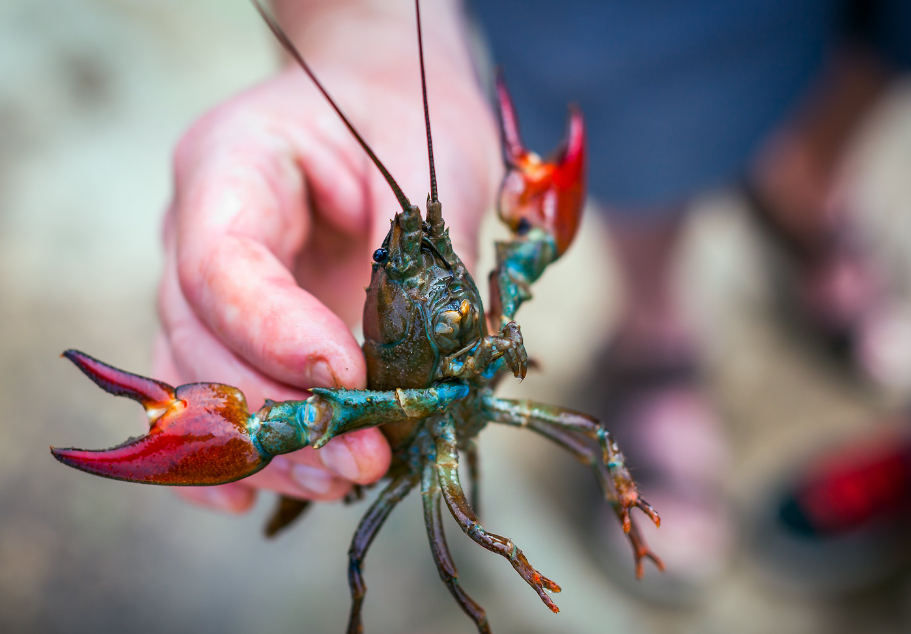 Мясо раков способно удовлетворить запросы самых придирчивых гурманов