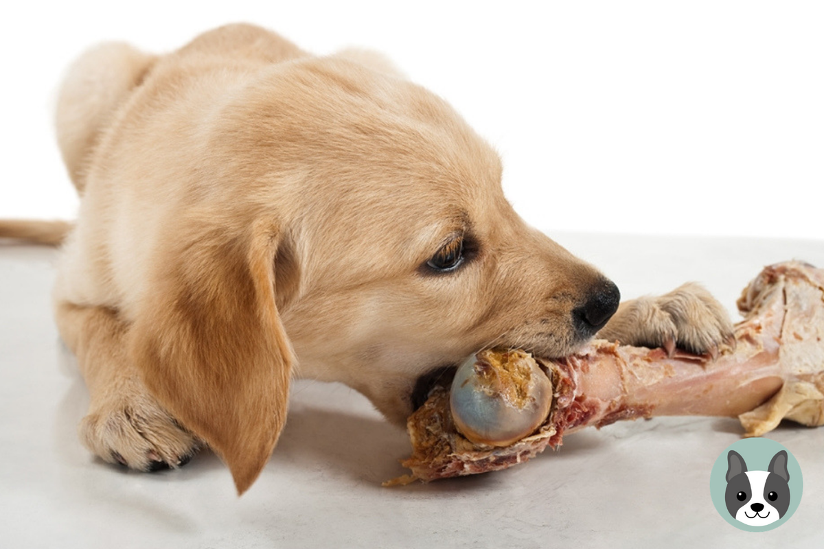 What your pet eat. Косточка для собак. Собака обгладывает кость.