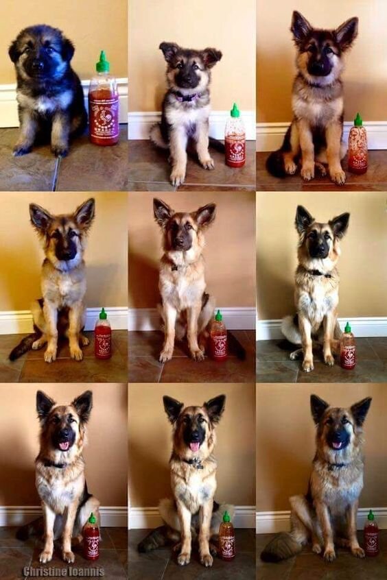 Фото до и после. Разница в возрасте несколько недель и 1 год