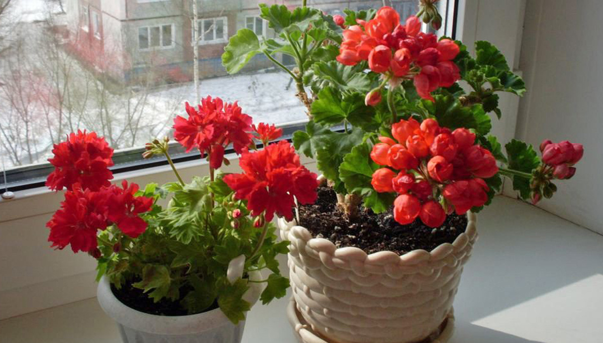 Изображение взято с общедоступного ресурса Яндекс Картинки