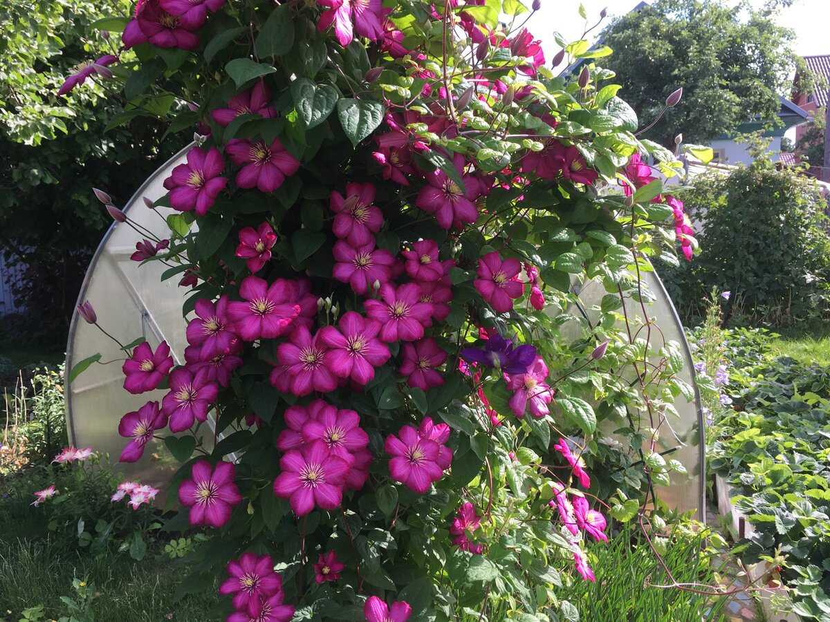 Здесь сразу три клематиса разных сортов, но виден только один