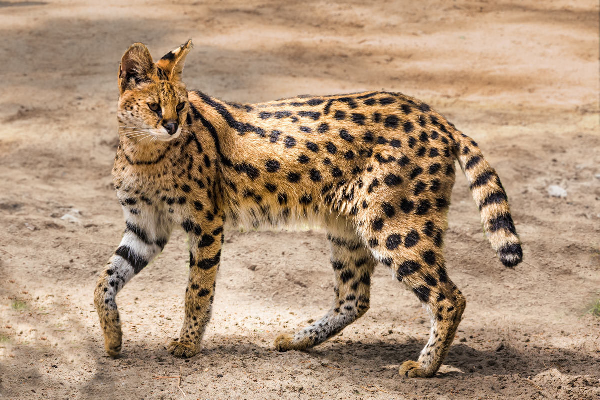Африканский сервал