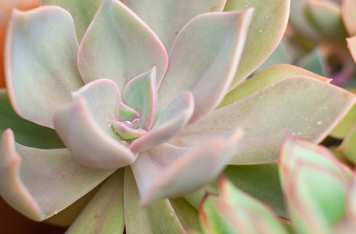 Граптоверия Douglas Huth после дождика