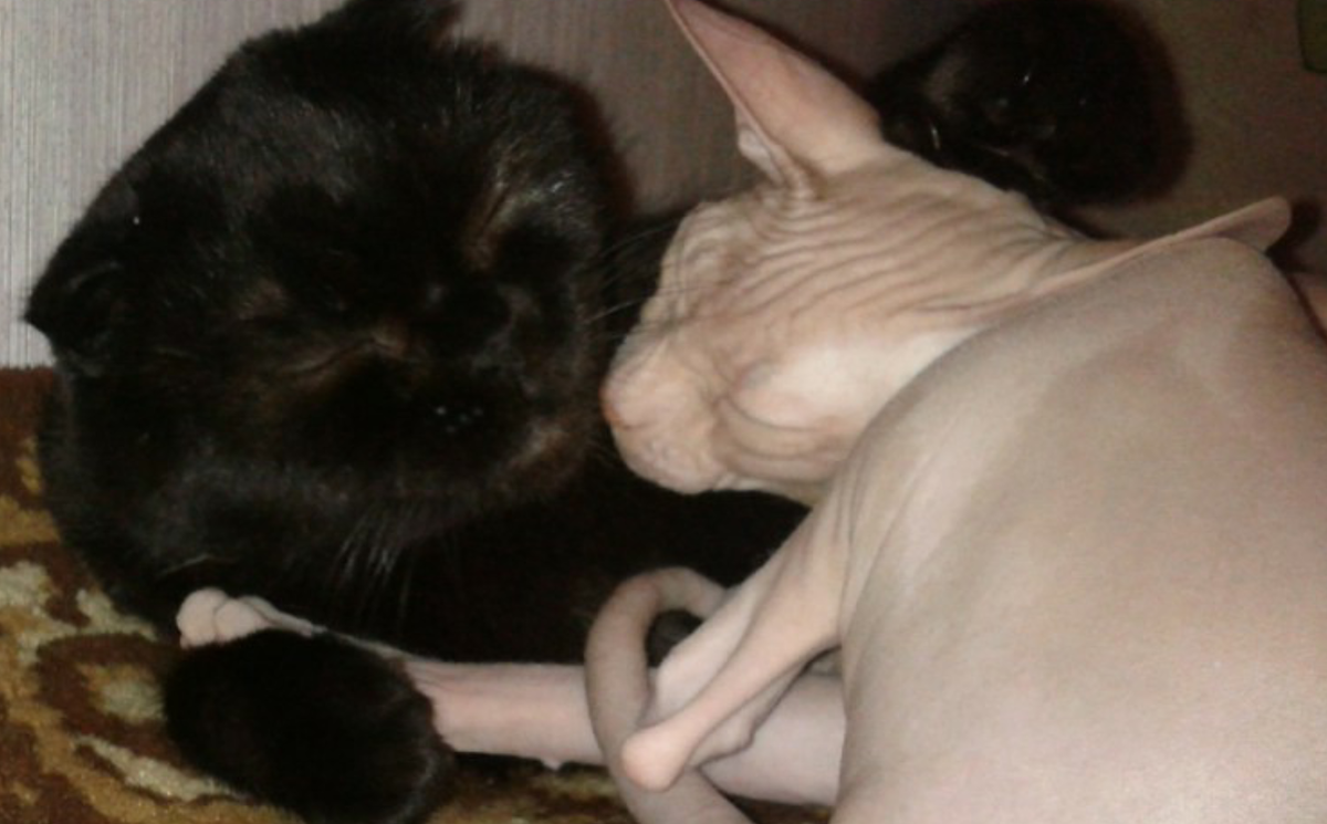 Сиа и Винстон. Фото автора истории. 