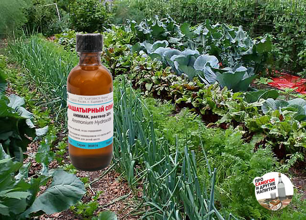 Почему нашатырный спирт – продукт, который успешно применяется для сада и огорода