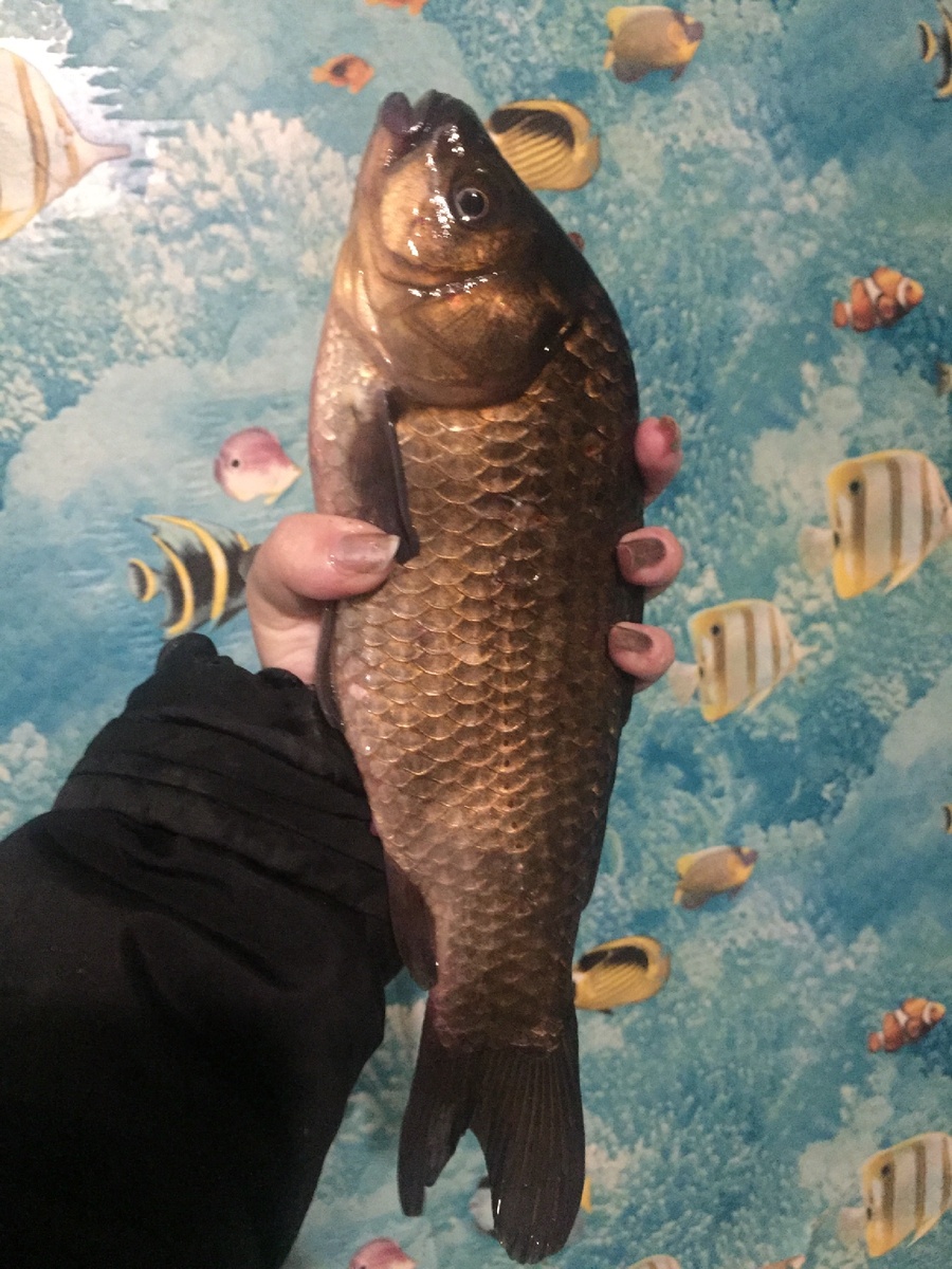 Вот такого красавчика я вытащила из пруда:)