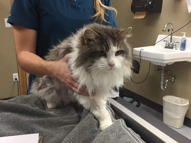 Источник: http://web.facebook.com/AnimalClinicOfKalispell
