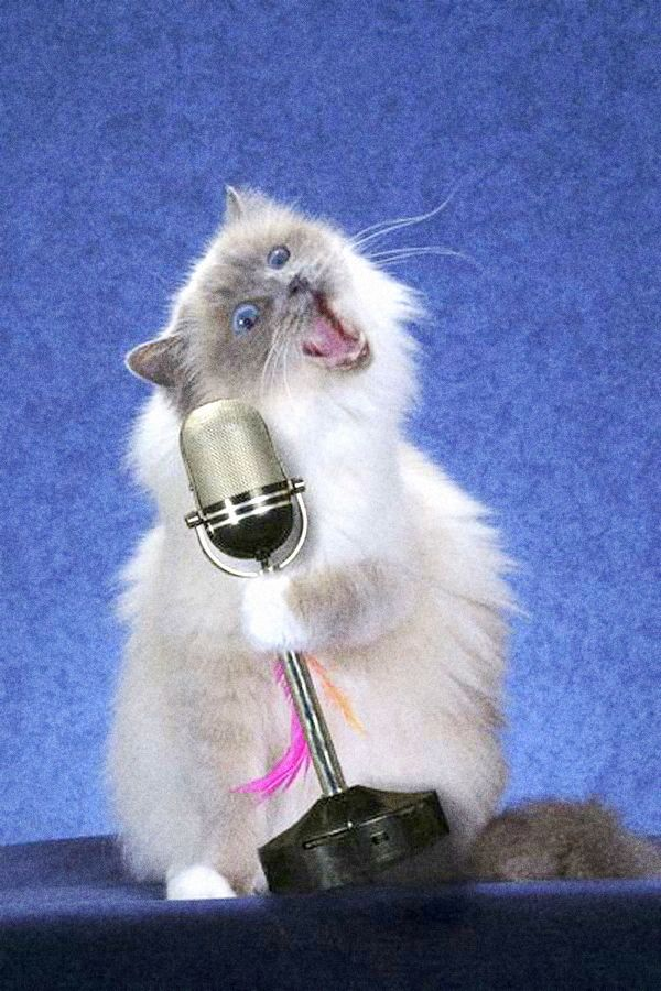 Кот поет. Кот с микрофоном. Поющая Нота. Котенок с микрофоном.