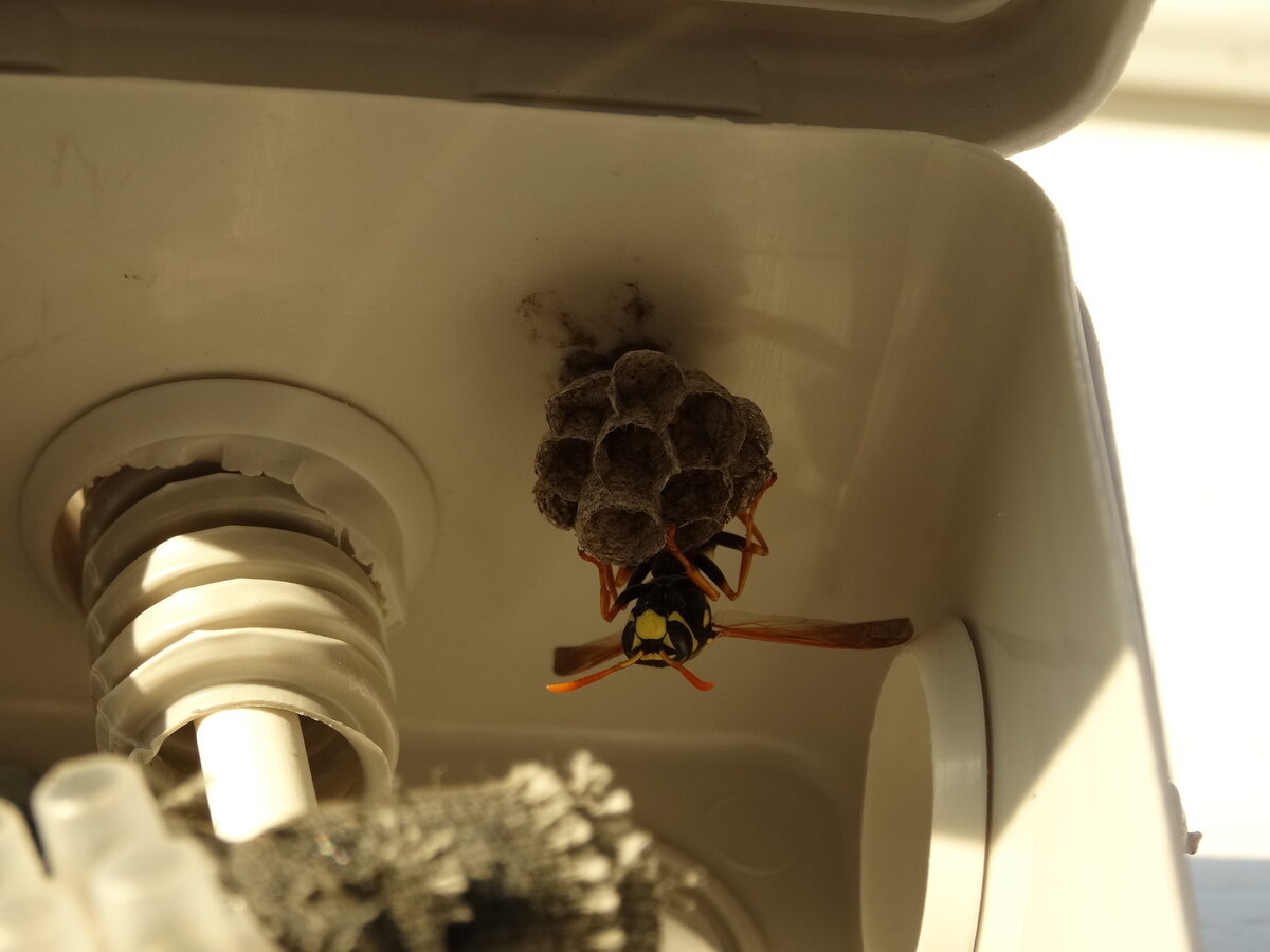 Вот как она попала внутрь закрытой распред.коробки? Да ещё и гнездо вить начала