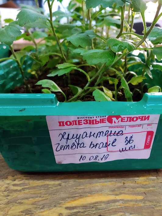 Хризантема выращенная из меристемы