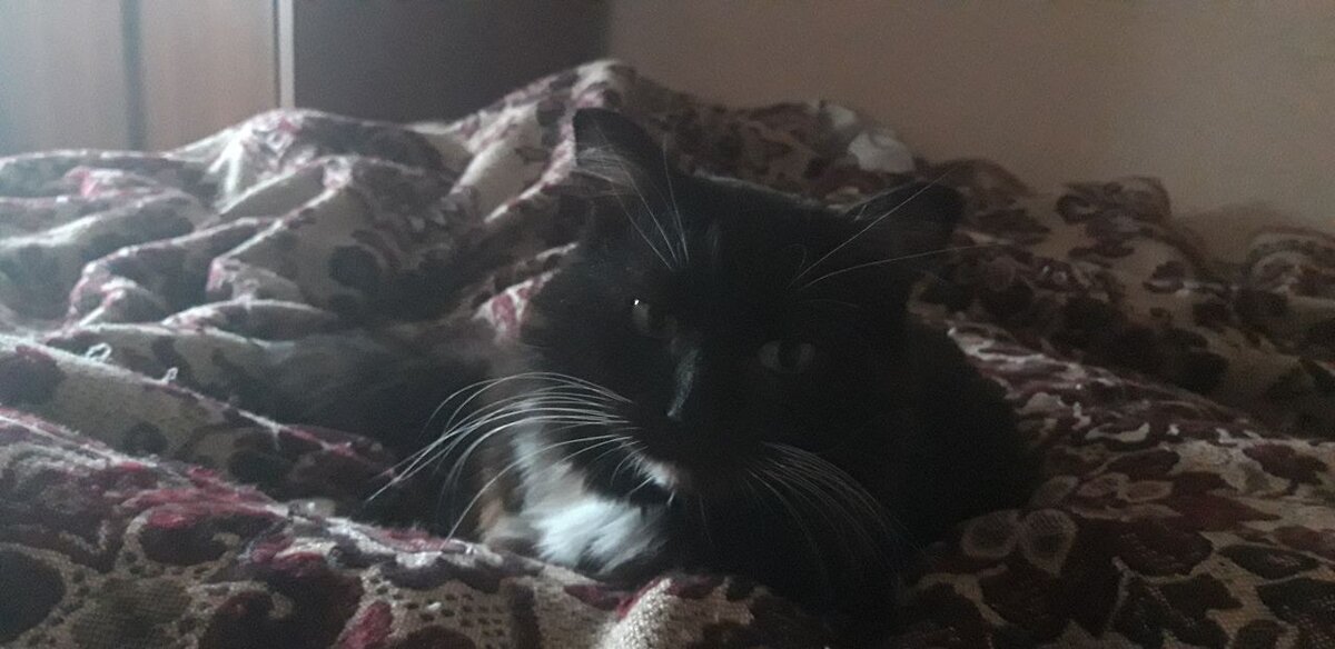 Кот из Банды Дворян Мистер Блек