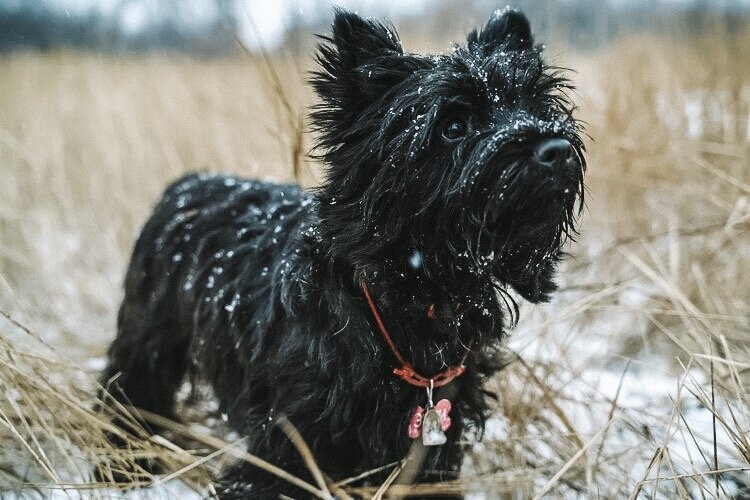 Керн терьер