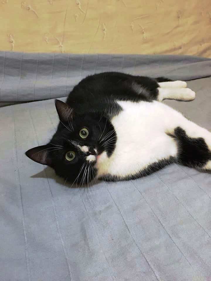 Маркус - Банда Дворян