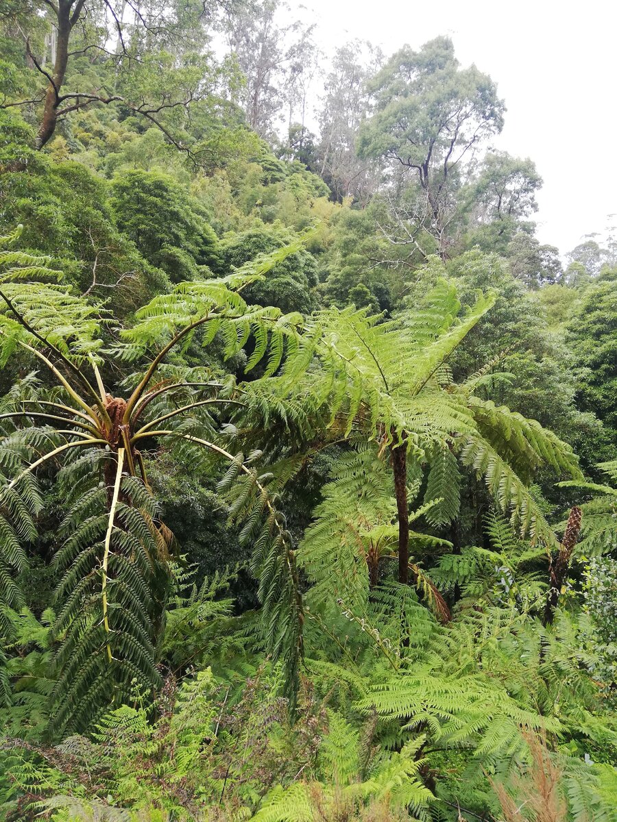 Древовидные папоротники? 