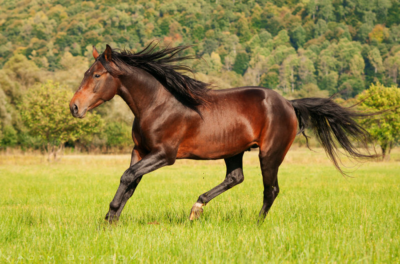 Черкесская лошадь. Кабардинская лошадь гнедая. Гнедые лошади Кабардинской породы. Кабардинец лошадь порода. Гнедой Кабардинец.