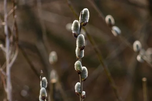 Источник фото - pixabay.com/ru/