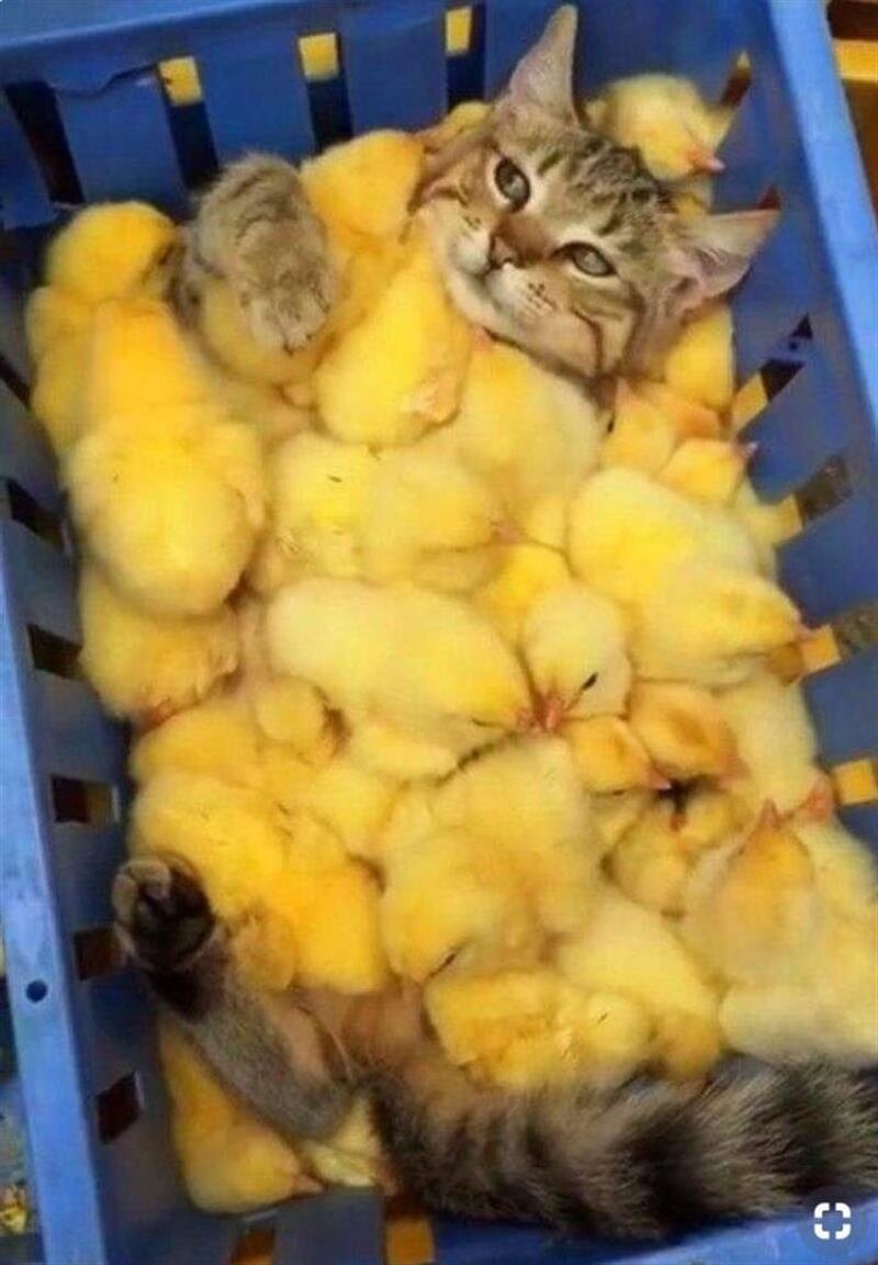 На фото конечно, не Зинка. 