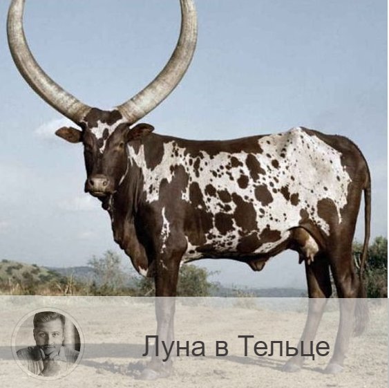 Луна в знаке зодиака Телец с 12:35 16-ого по 00:00 19-ого. 👥 Напряженные и энергичные дни Луны в Овне сменяются спокойной и умиротворенной энергией Луны в Тельце. Вы почувствуете себя увереннее и надежнее, реакция и мыслительный поток замедляется. Вы можете почувствовать, что стали настойчивее и даже упрямее. Также очень вероятно, что в этот период вам захочется отдохнуть и полениться. Активному отдыху вы скорее предпочтете спокойное и размеренное времяпрепровождение. Небольшой шоппинг пойдет вам на пользу.
✅ Так как в эти дни реакция становится замедленной, то лучше отказаться от тех дел, которые требуют повышенной концентрации внимания. Период нахождения Луны в Тельце является идеальным временем для приобретения ценных бумаг и оформления финансовых сделок, можно делать крупные покупки, а также денежные вложения на долгую перспективу, проводить важные переговоры. Луна в Тельце может помочь в получении прибыли, а также обеспечении прочности бизнеса. Телец обозначает собой надежность, устойчивость, материальные накопления, чем и нужно воспользоваться, и, например, открыть счет в банке. Благоприятно проведение дел, связанных с имущественными вопросами и недвижимостью. В этот период мы становимся более медлительными, обстоятельным и приземленными, поэтому лучше заниматься долгосрочными делами, сделать что-то «с наскока» не получится.
❌ Плохой период для дел, от которых вы ждете быстрого результата.
❤️ Это время благоприятно для приема гостей, культурного отдыха и укрепления дружеских связей.
💊 Телец вызывает напряжение в области шеи, горла. В период Луны в Тельце нам грозит переедание.

—————
Случайности неслучайны?!
👉 numeromagic.ru/uslugi