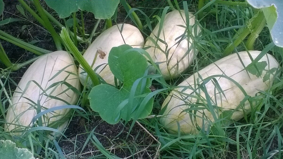 Кабачок "Зимний. Русский размер"