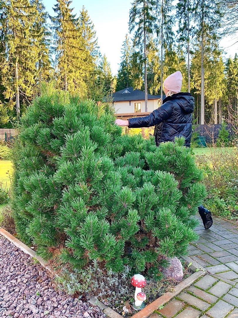 Моя сосна "Пумилио", которой уже больше 7 лет 
