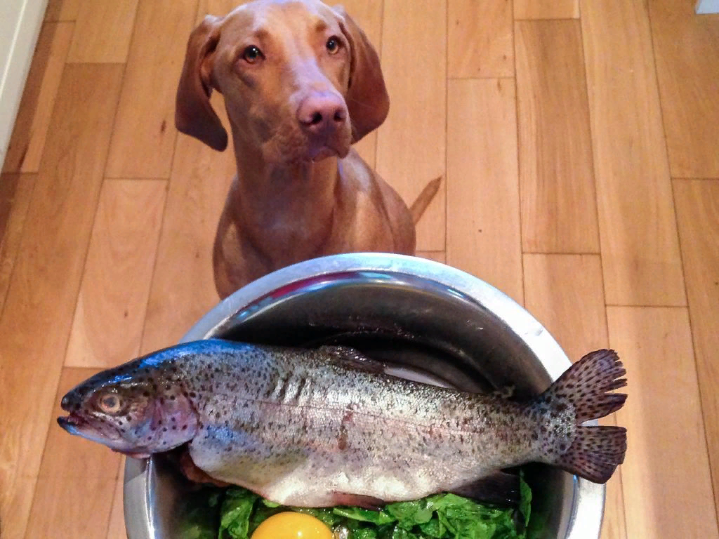 Собакам можно жареное. Рыба собака. Рыба в миске. Собака с миской рыбы. Натуральное питание для собак.