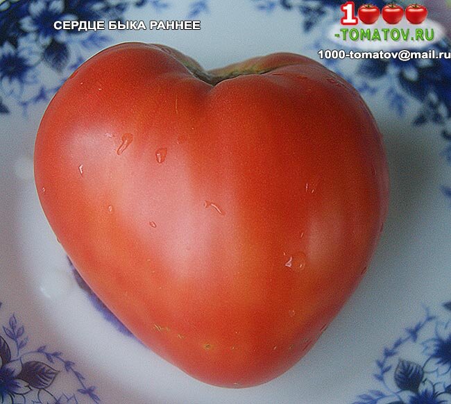 Томат Сердце быка раннее фото 1