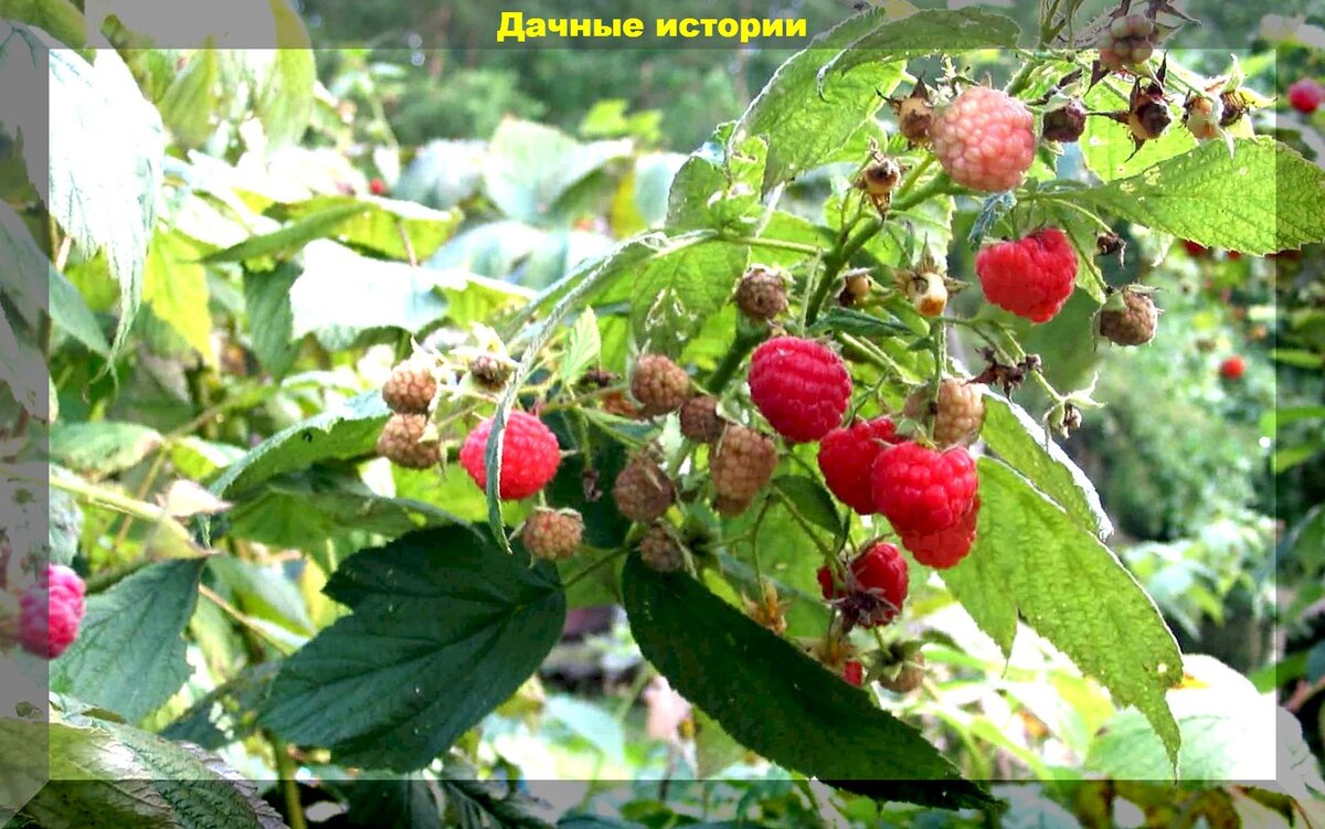 iparchitect_1103_26_06_2021
