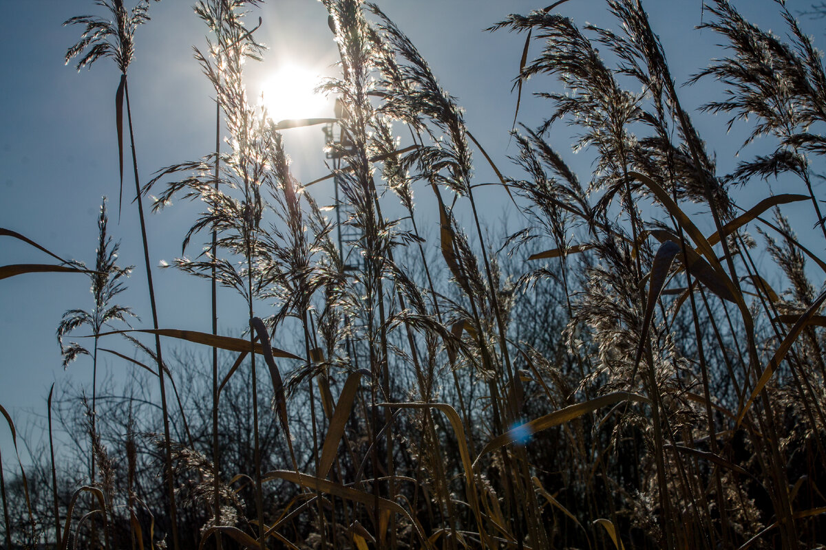 От палящего солнца, у нас даже трава и листья на деревьях стали желтеть раньше времени (фото автора)