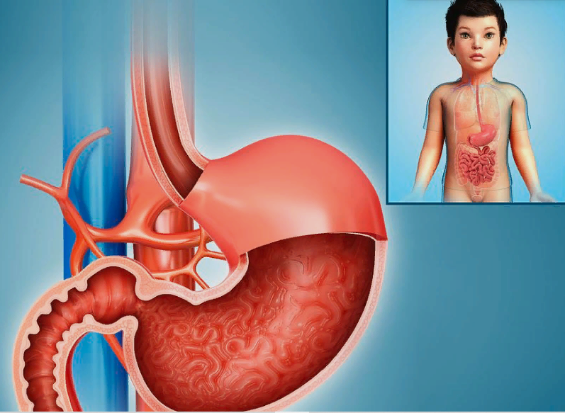 Источник:https://fineartamerica.com/featured/2-stomach-of-a-child-pixologicstudioscience-photo-library.html