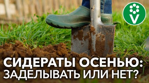 ЧТО ДЕЛАТЬ С СИДЕРАТАМИ ОСЕНЬЮ: закапывать или нет?