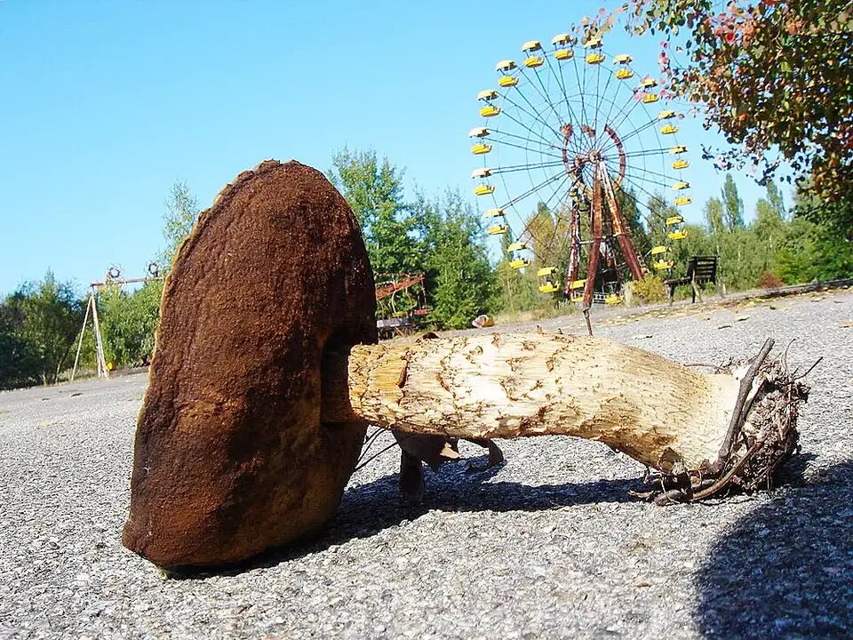Грибы радиация. Чернобыль мутация грибы. Чернобыльская АЭС грибы мутанты. Мутированные грибы в Чернобыле. Грибы в Припяти.