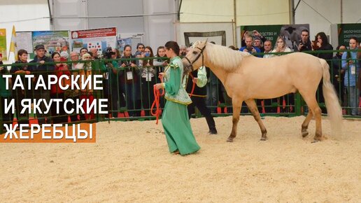 ТАТАРСКИЕ И ЯКУТСКИЕ ЖЕРЕБЦЫ. Выставка Золотая Осень-2019.