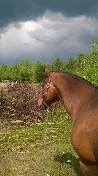 Прогулки нужны в любую погоду!