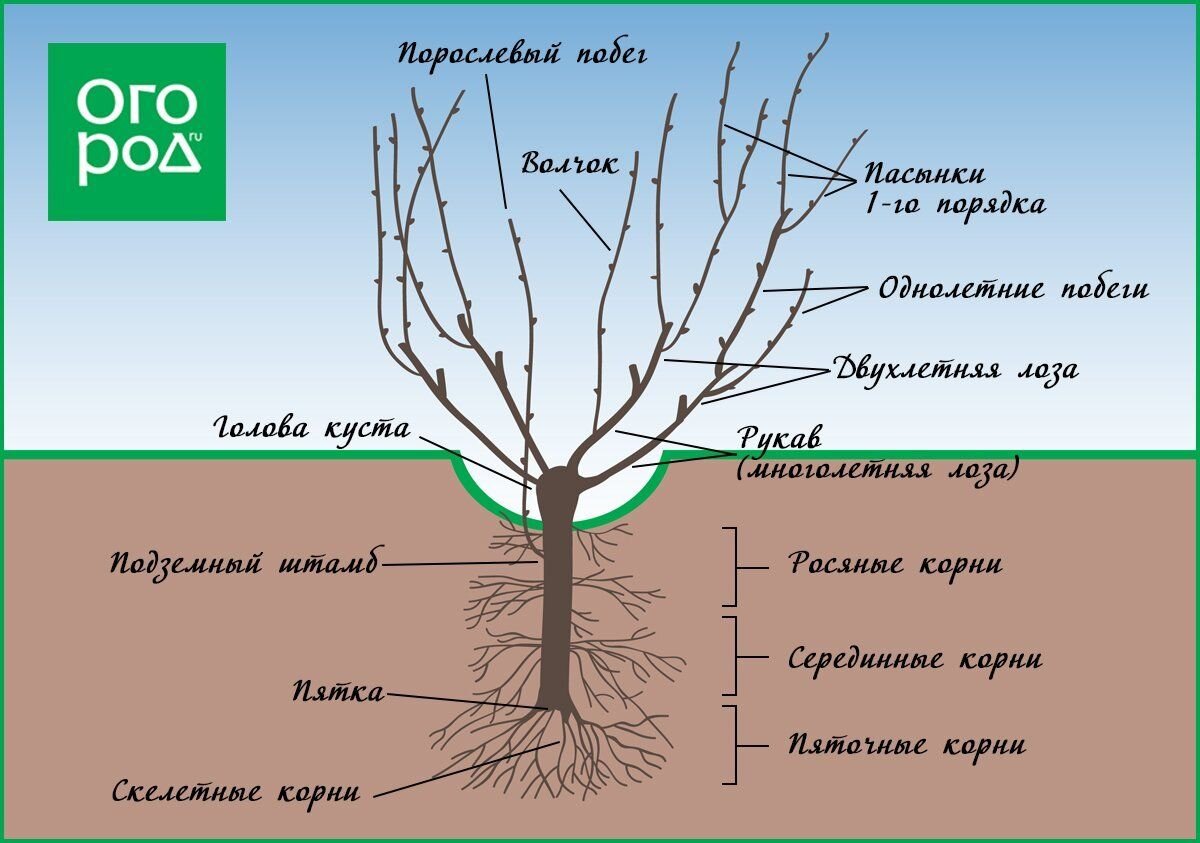 Виноград обрезка летом схема