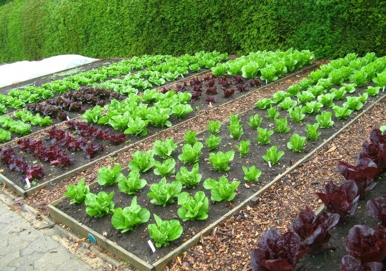 Расположение грядок