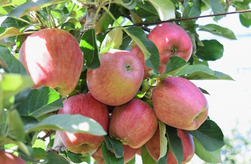 Изображение для иллюстрации, взято из открытых источников