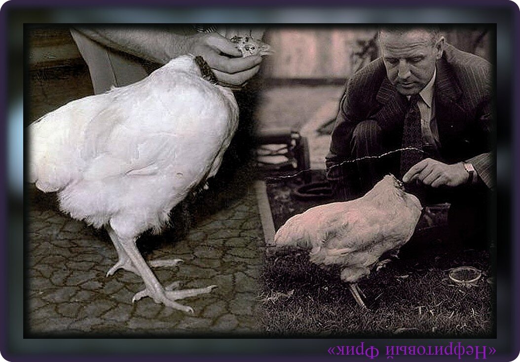 Фото из Яндекс-картинок. Обработка автора. "18 месяцев без головы. Цыплёнок Майк..."